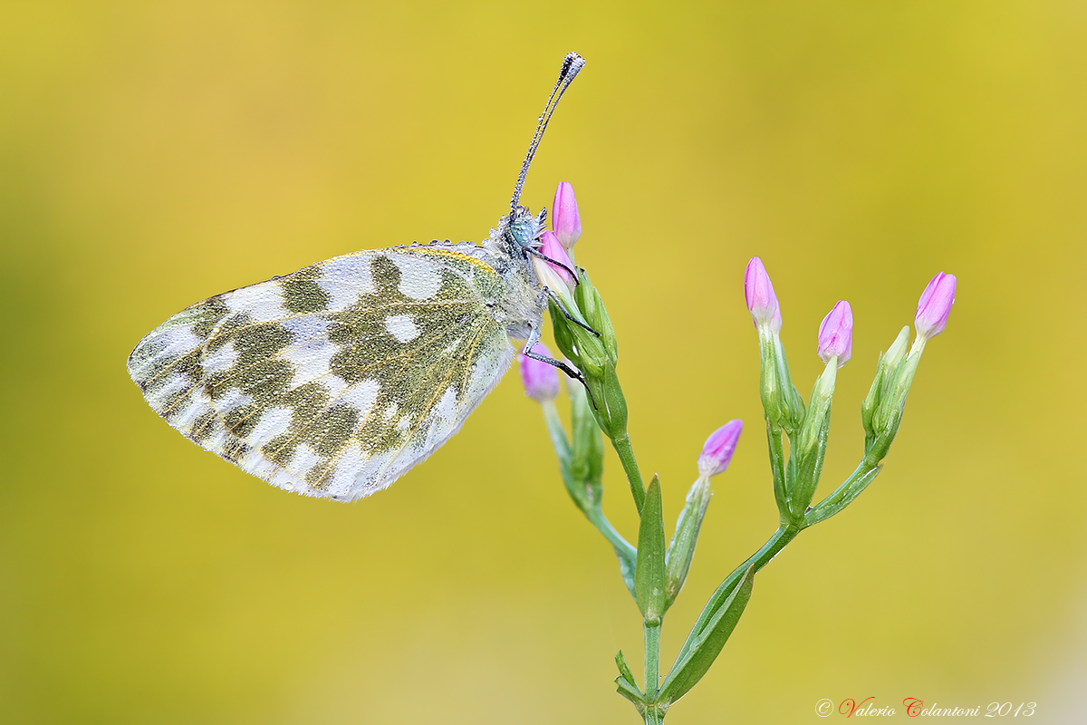 Pontia edusa...