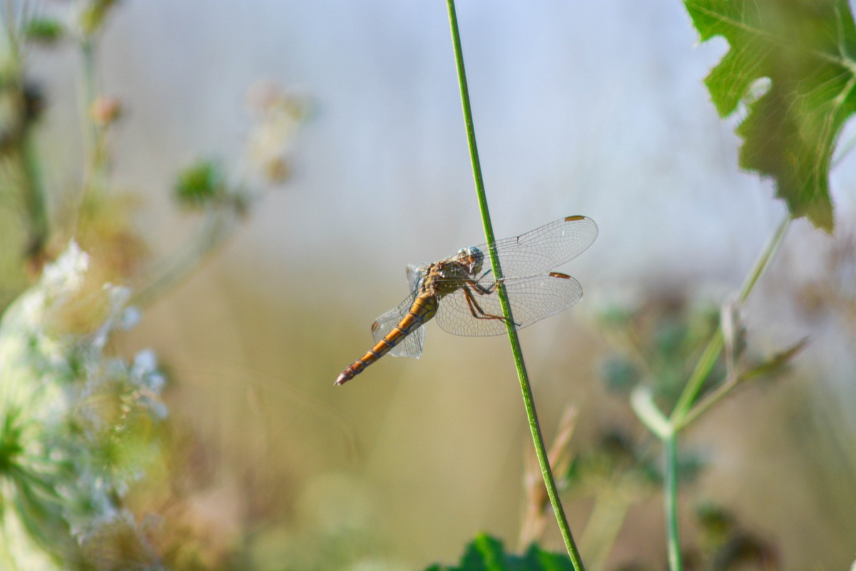 libellula 2...