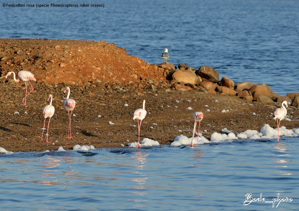 Pink flamingos (Phoenicopterus ruber roseus species)...