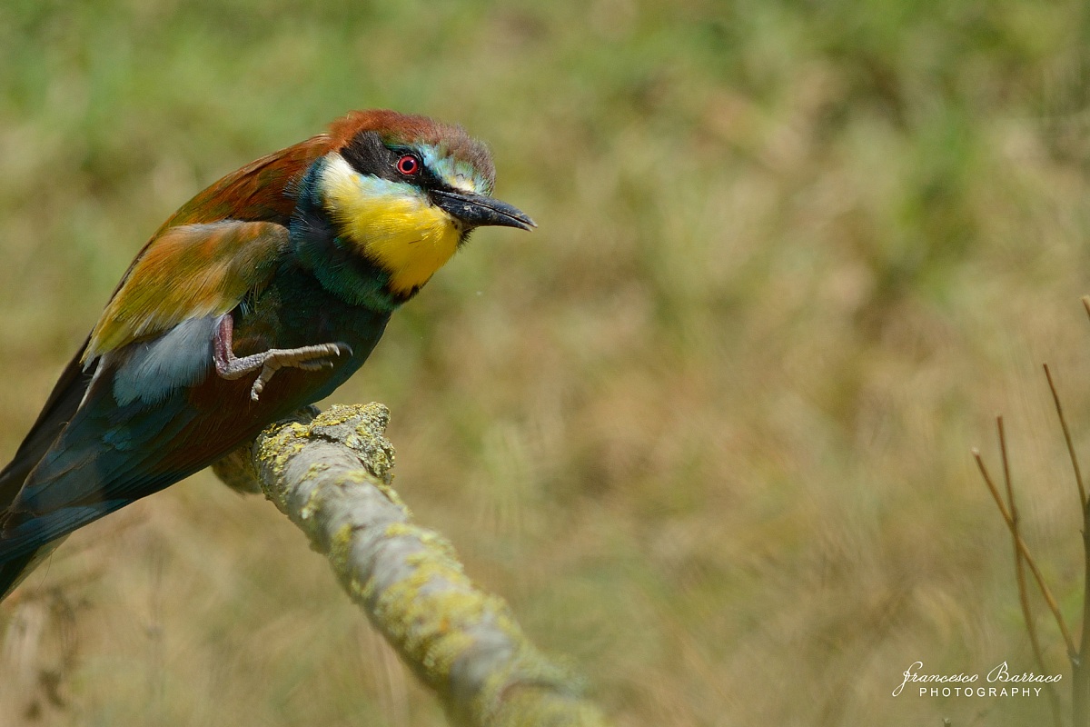 Bee-eater...