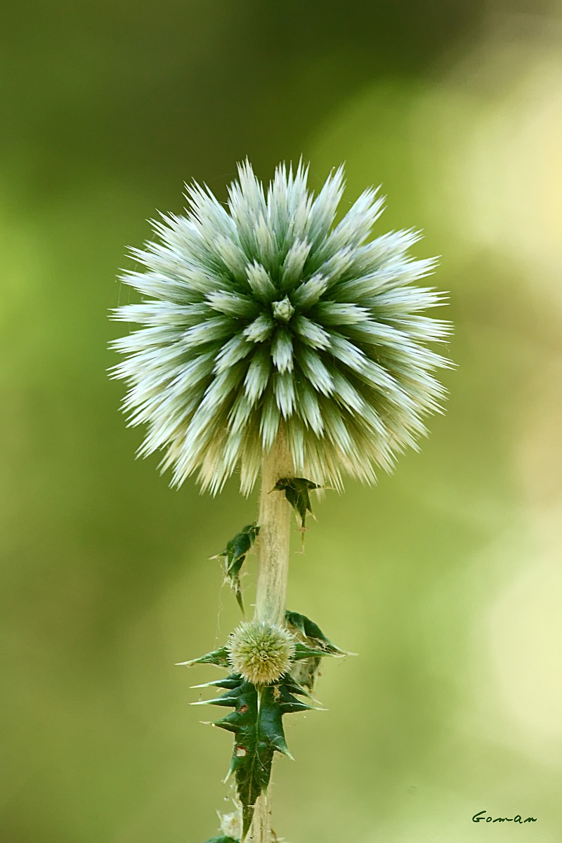 Flower and pungent ... magnetic...