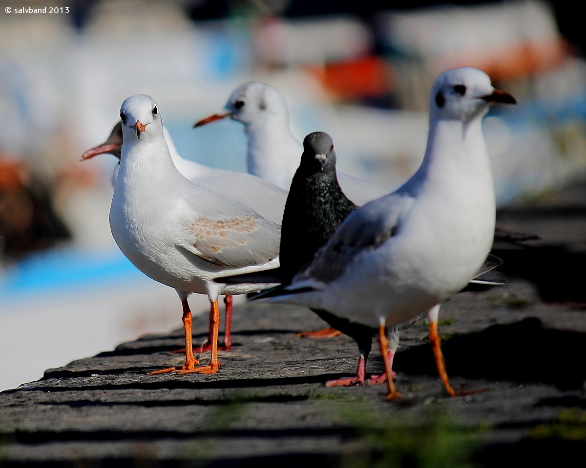 gulls and pigeon ......