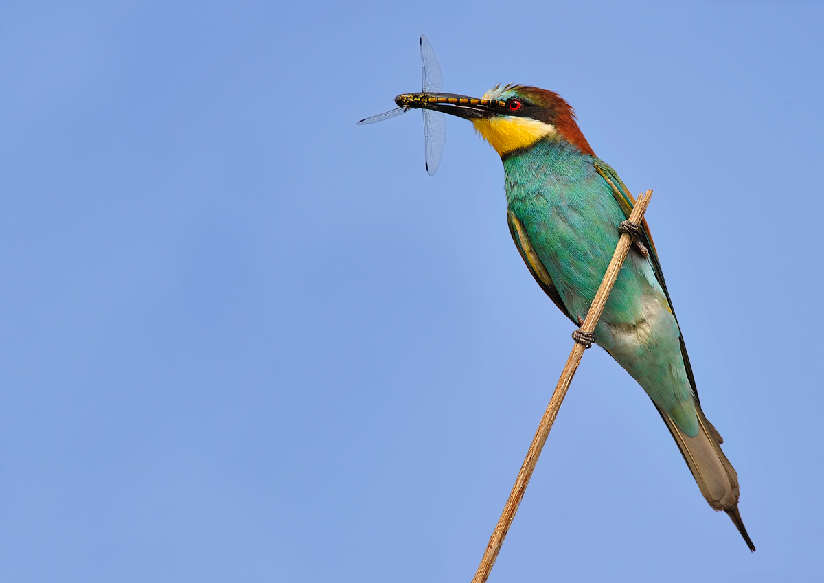 bee-eater with dragonfly...