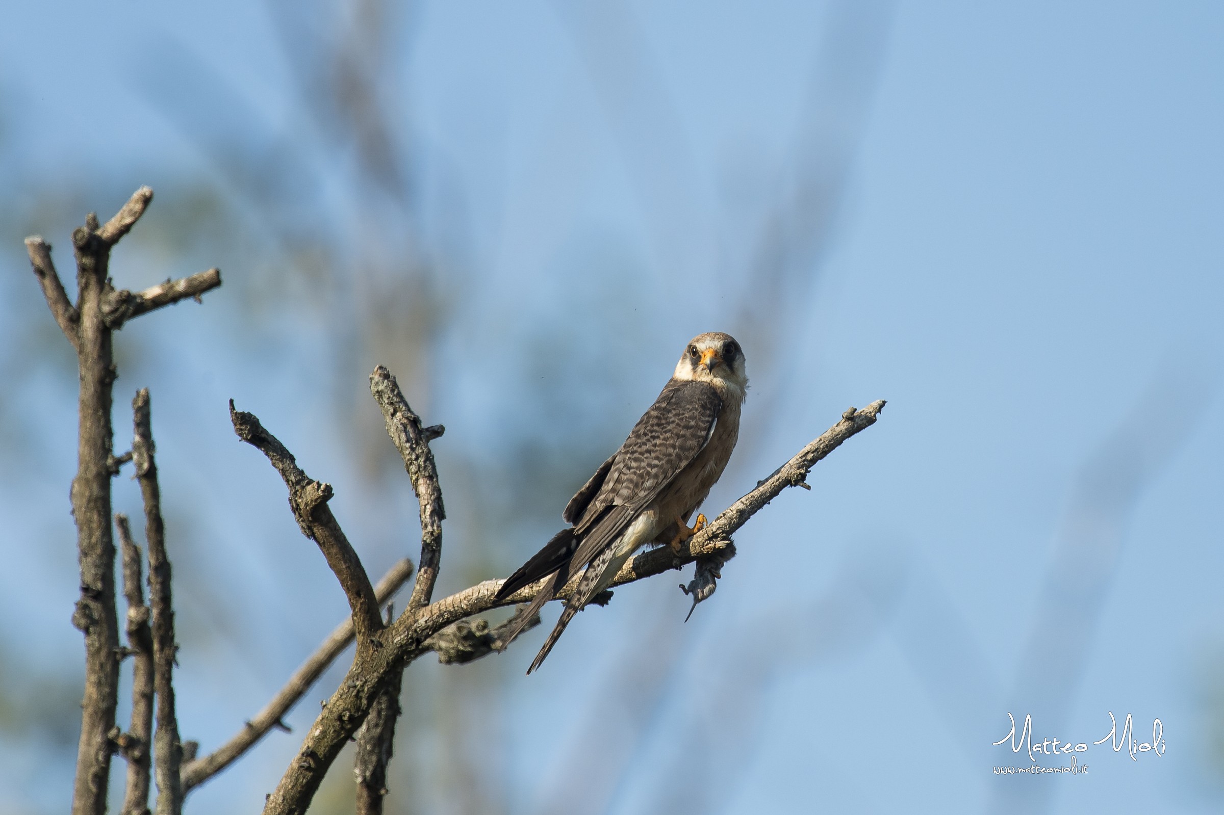 Hawk Cuckoo Female...