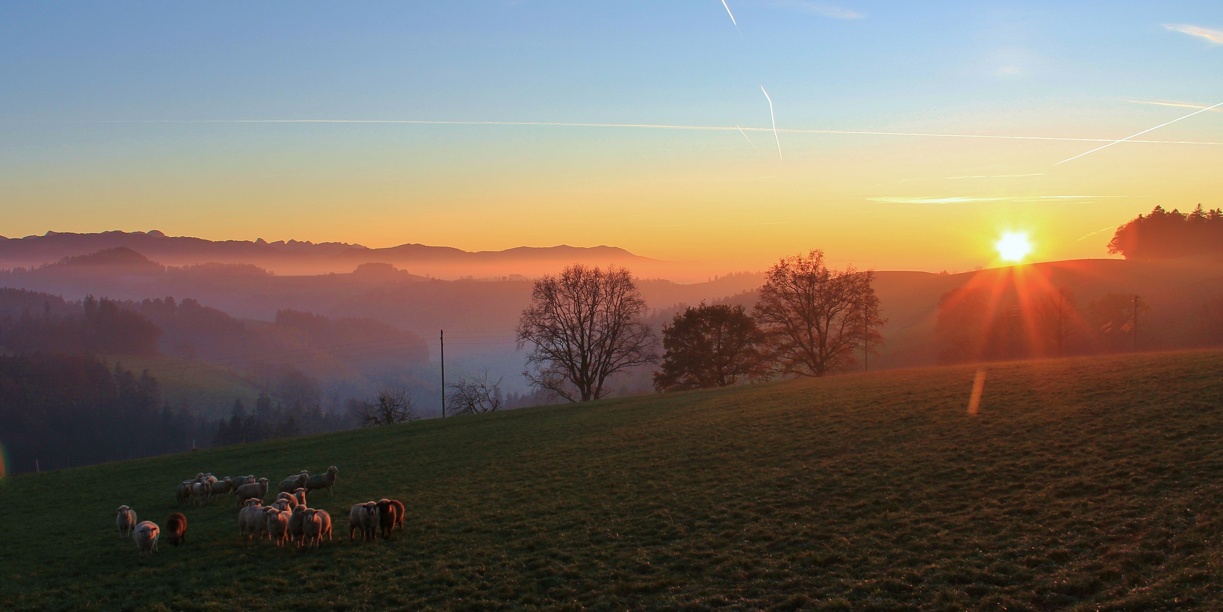 Sheep at sunset...