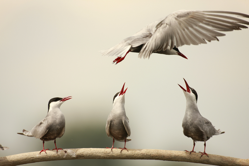 Whiskered Tern...