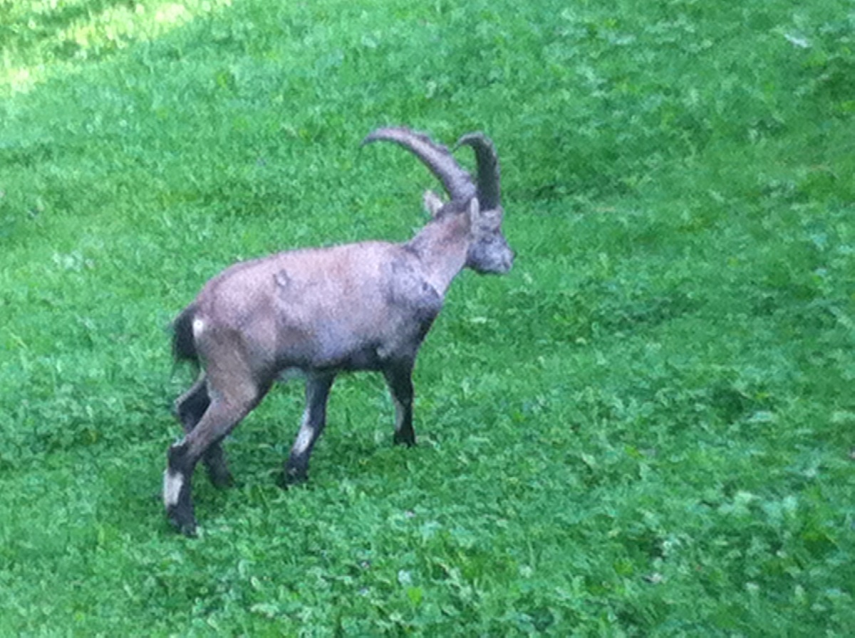 Rock goat...
