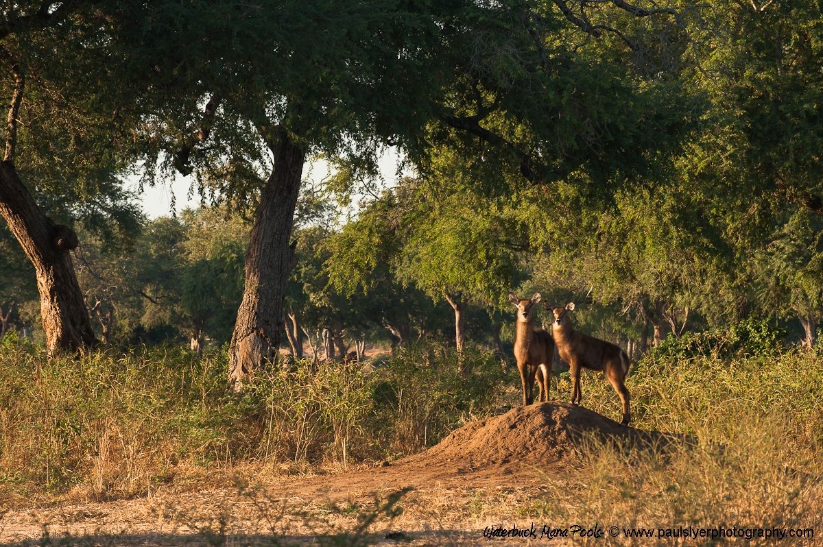 Antilope d'acqua alla ricerca...