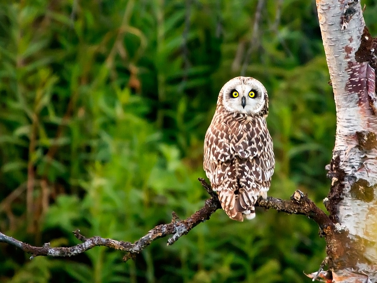 Short-eared Owl...