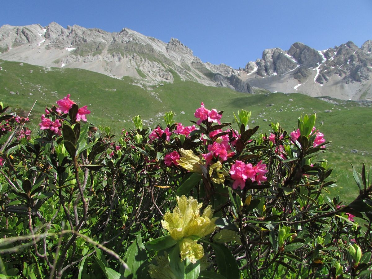 Gentian and rhododendrons...