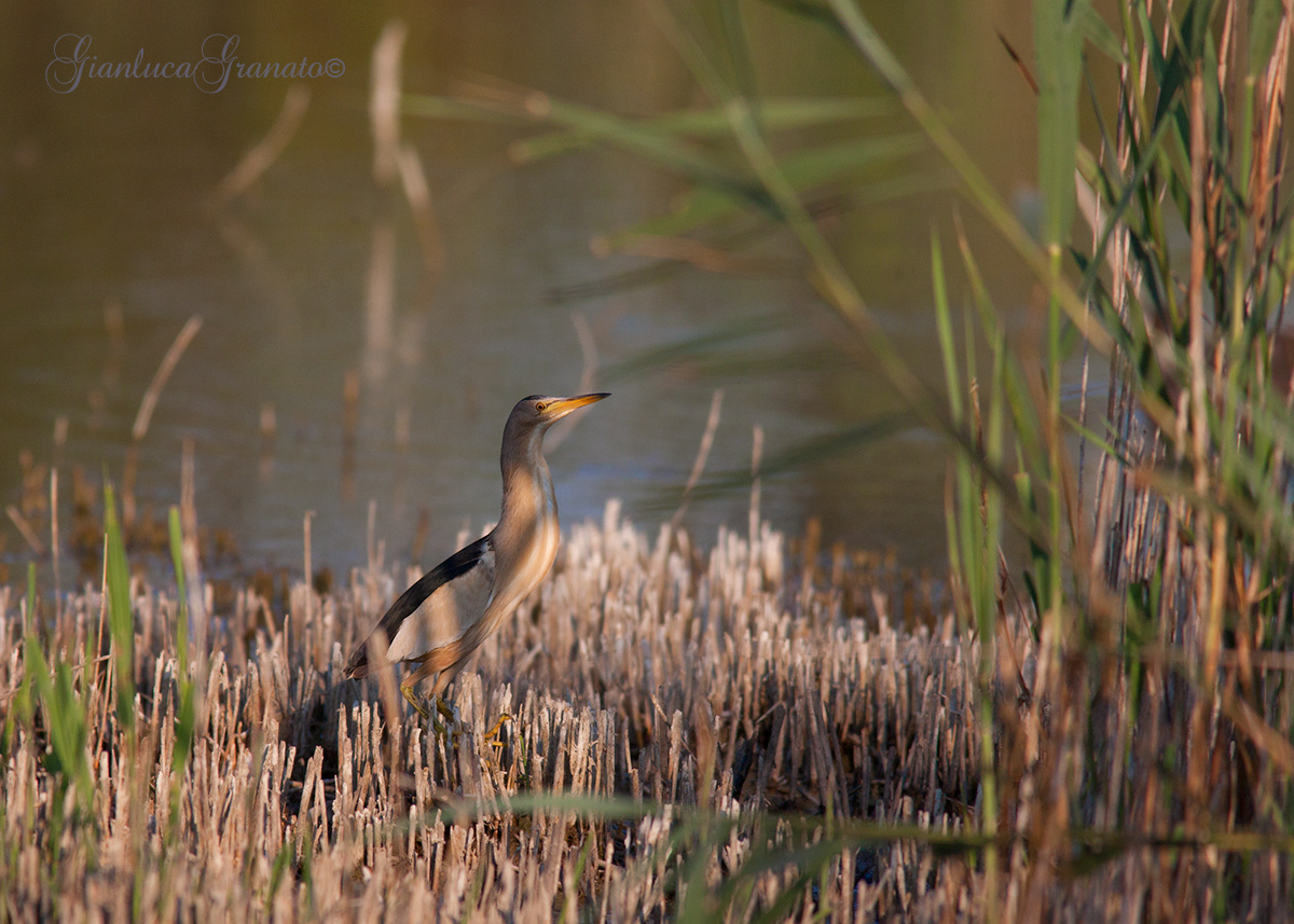 Bittern in the reeds...