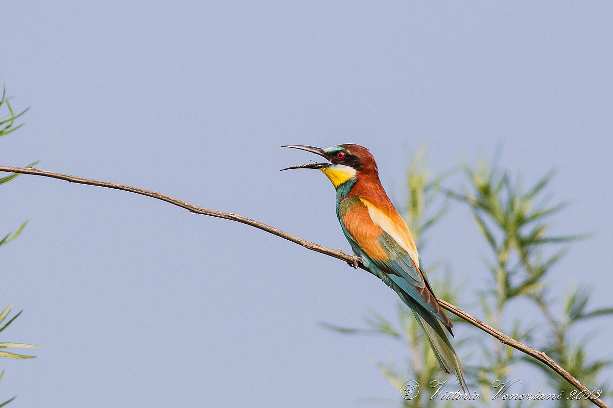 Bee Eater 2013...