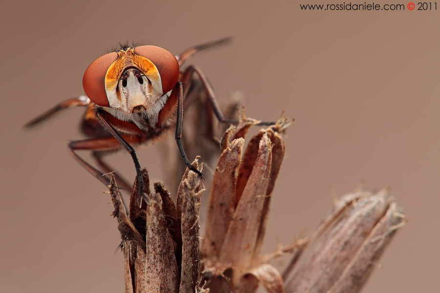 Ectophasia crassipennis...