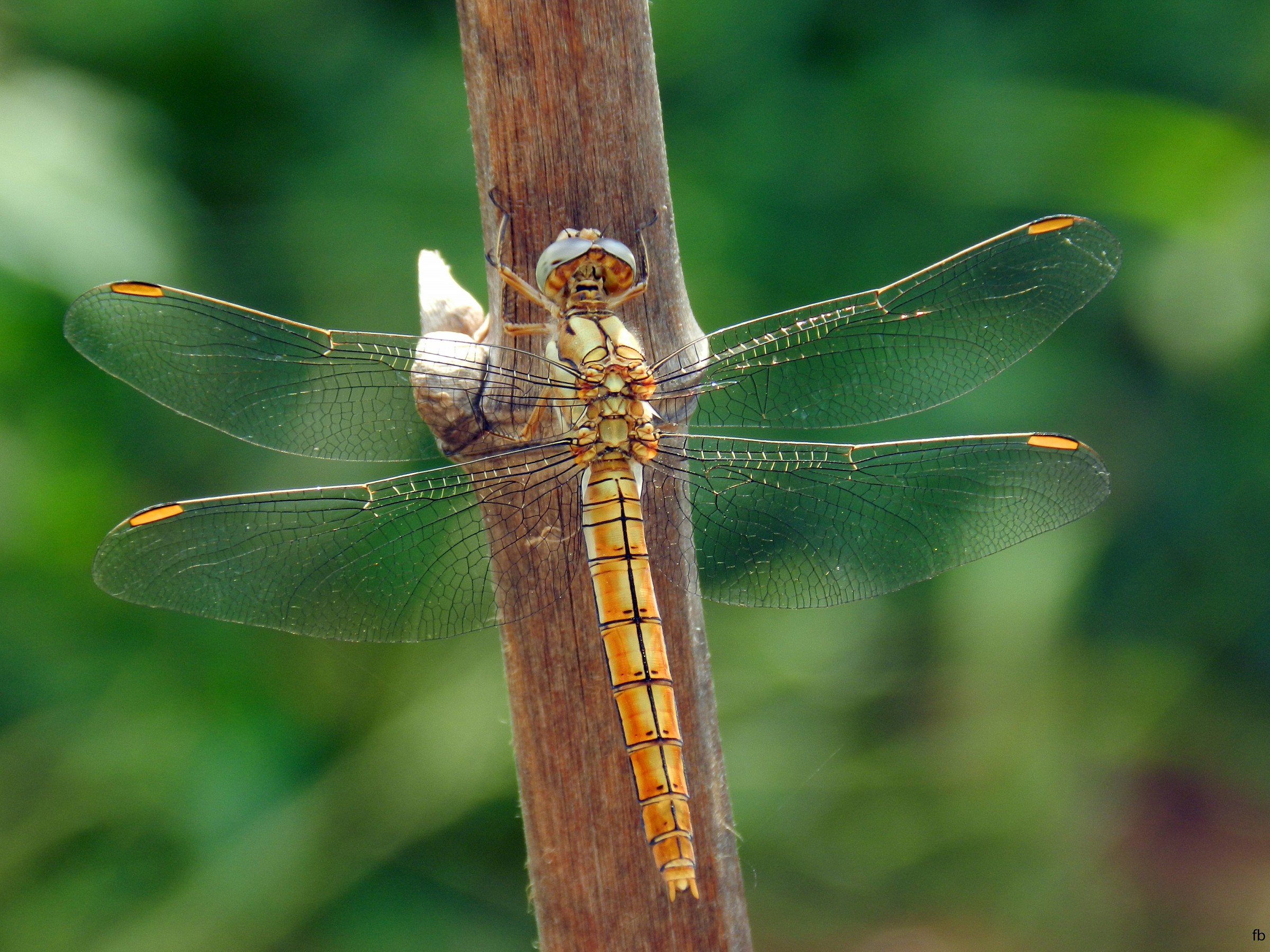 libellula...