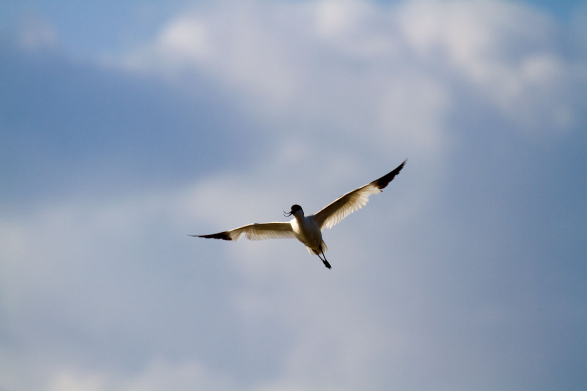 the ghost gold ... (avocet)...
