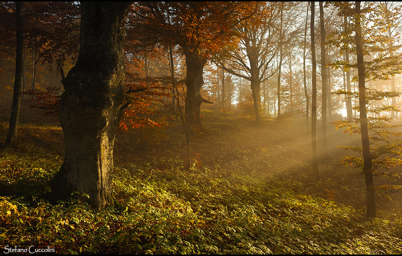 Untitled Photo...