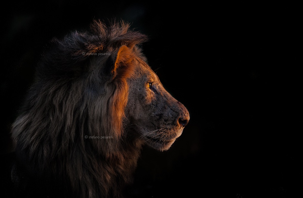 Zambia (South Luangwa National Park). Lion...