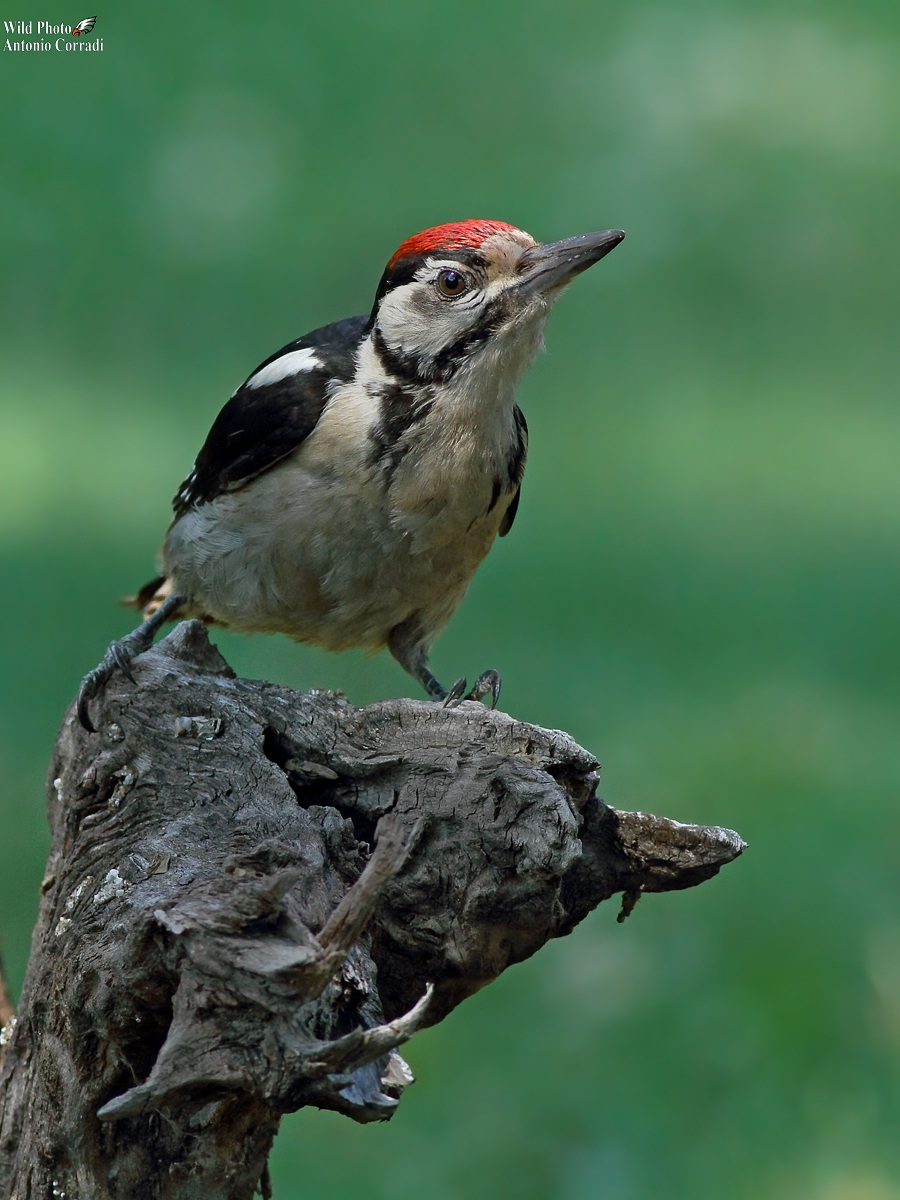Small Spotted Woodpecker...