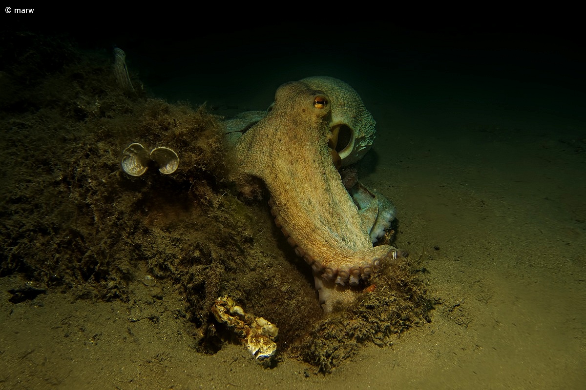 Octopus vulgaris (octopus) - Loano...