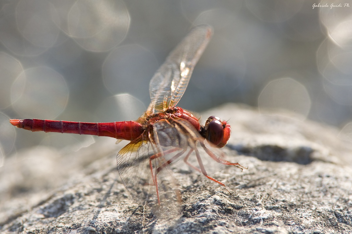 Red Dragonfly and bokeh ball...