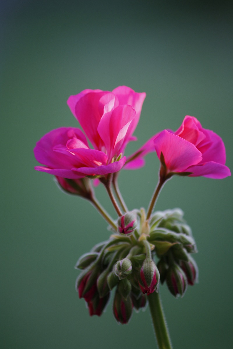 Flowers...