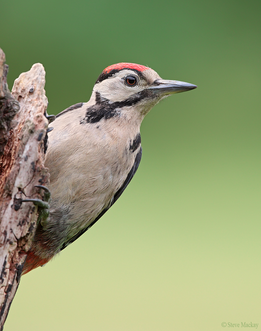 Juvenile Great Spotted Woodpecker...