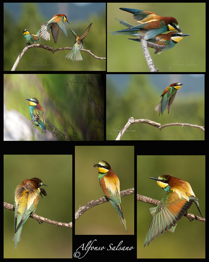 bee-eaters-poster-...