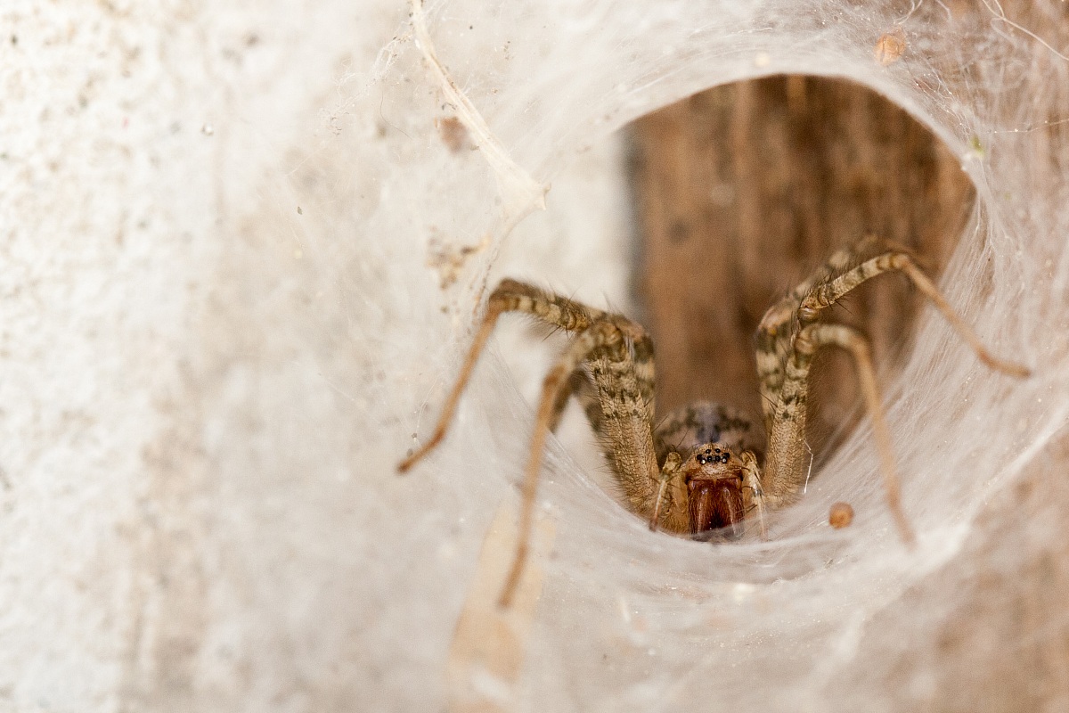 Tegenaria sp....