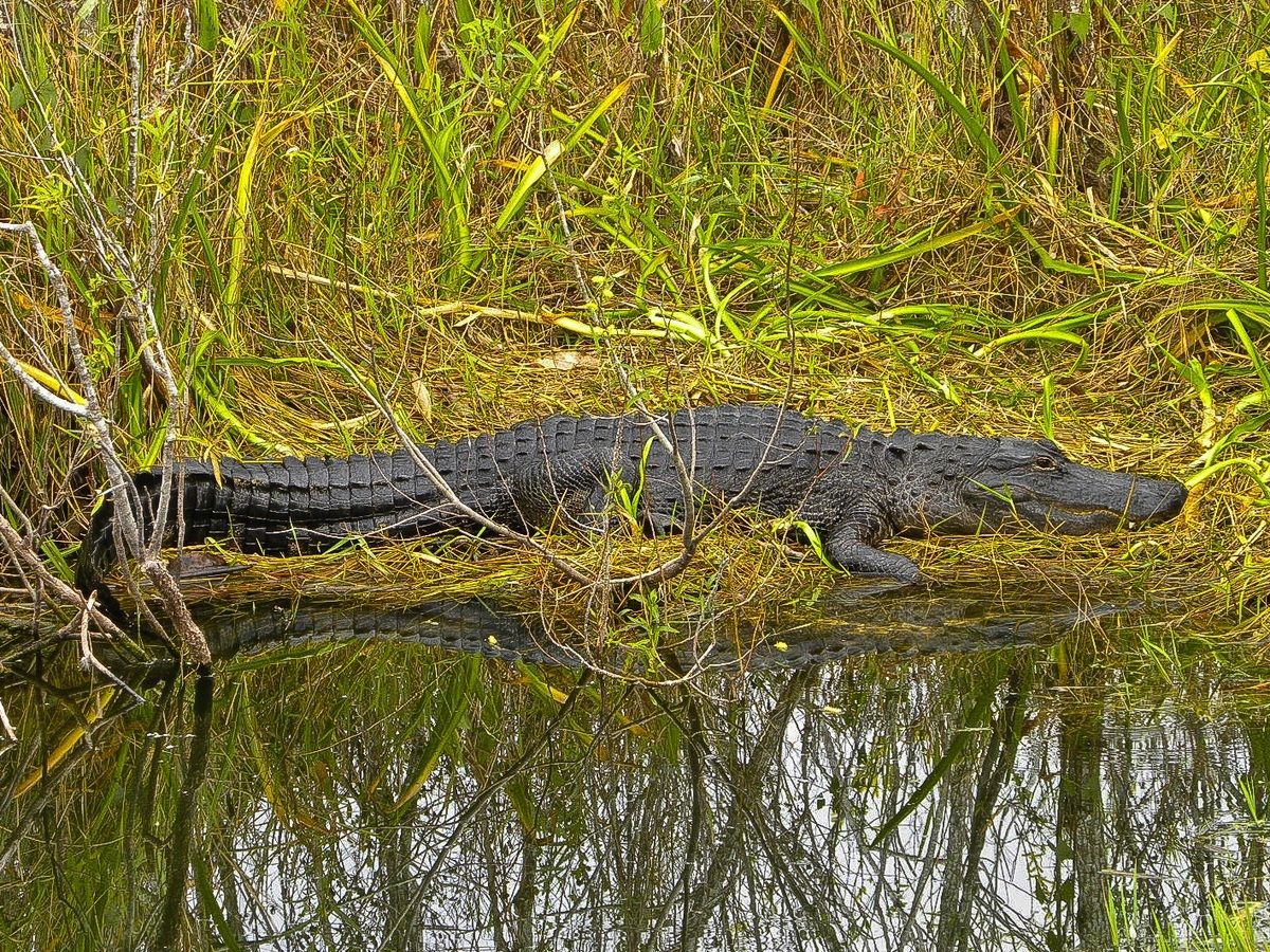 USA - Florida - Everglades Alligator -...