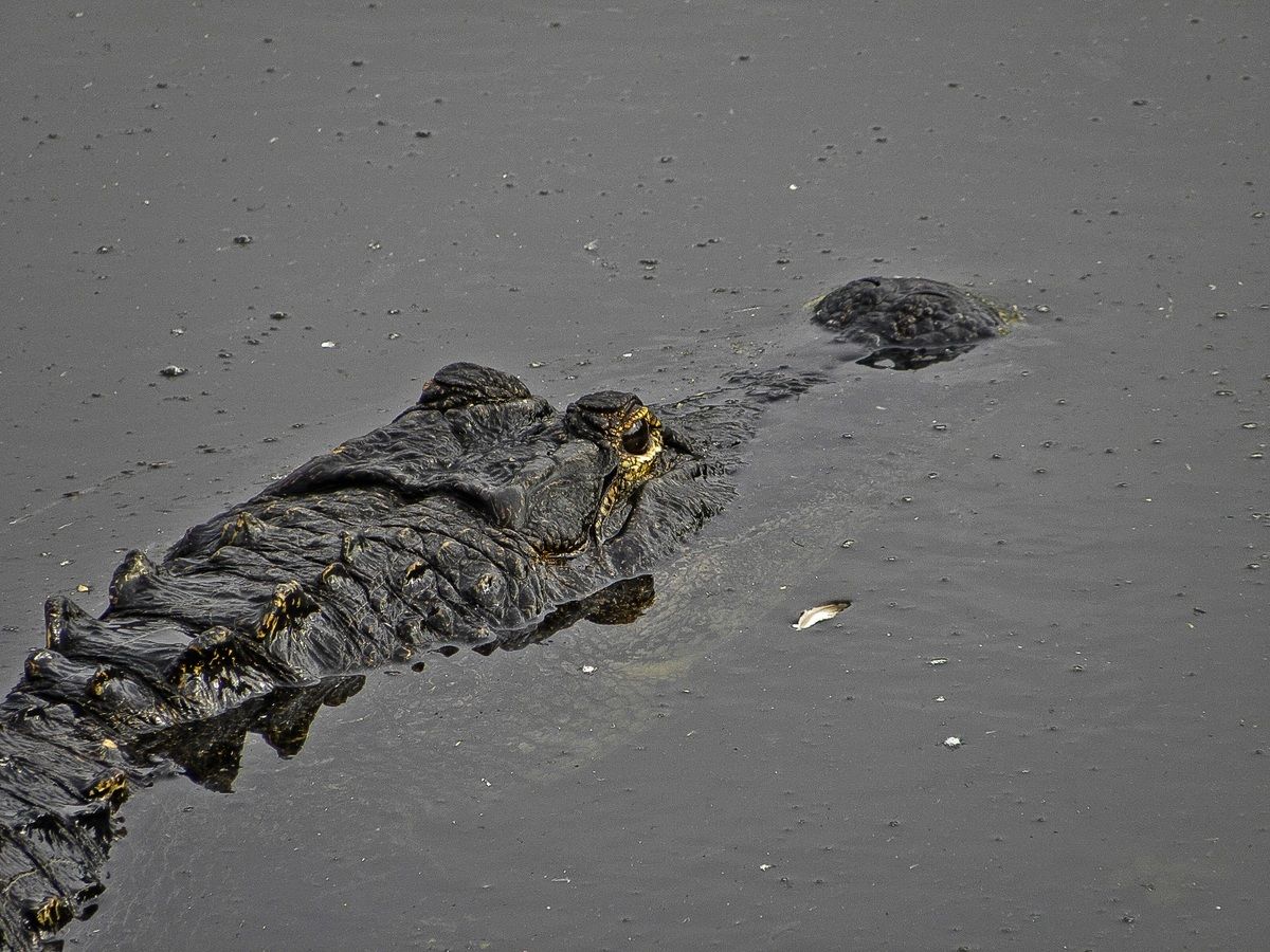 USA - Florida - Everglades - Alligator...