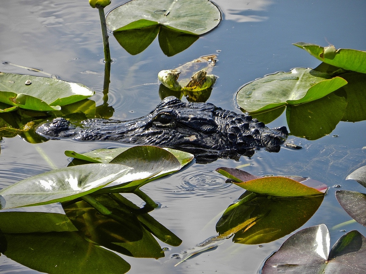 USA - Florida - Everglades - Alligator...
