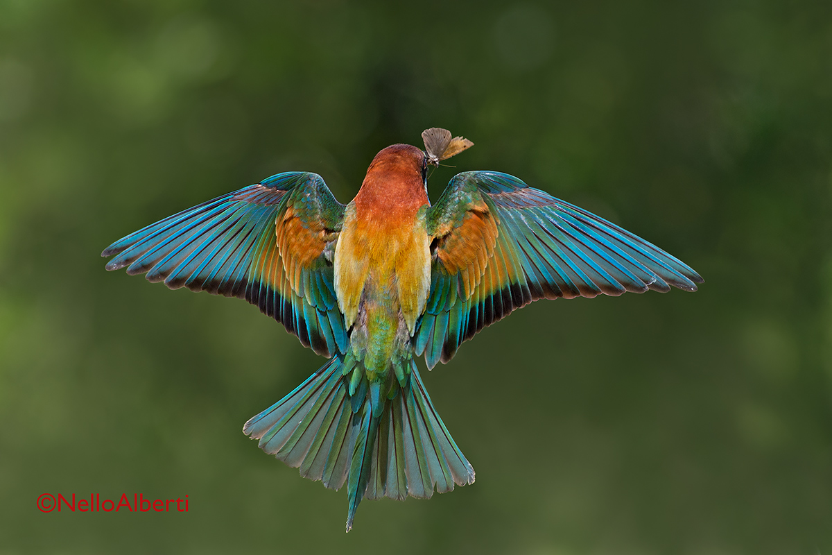 bee-eater with butterfly...
