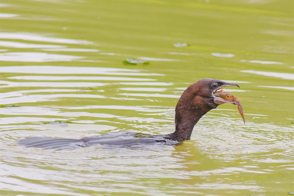 Cormorant with prey...