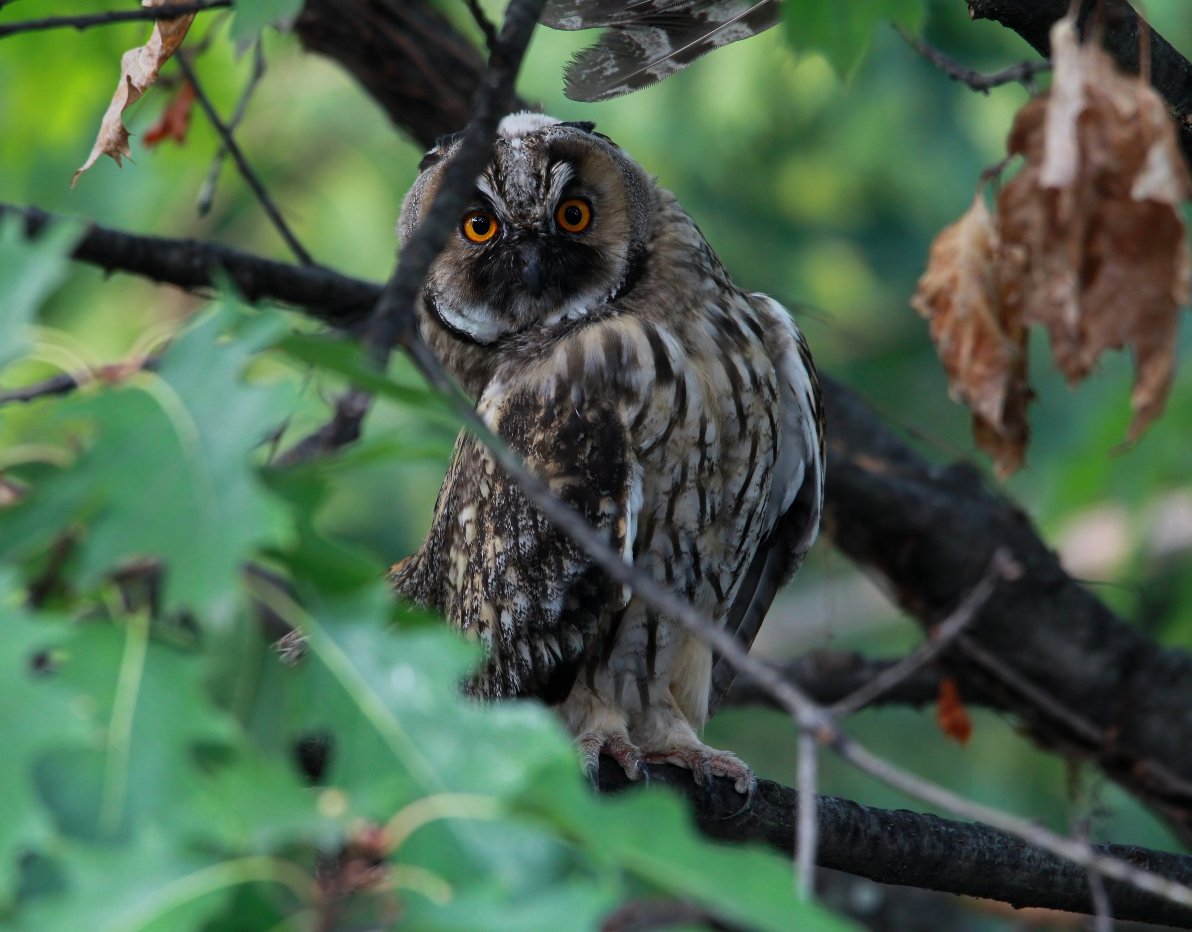 Owl...