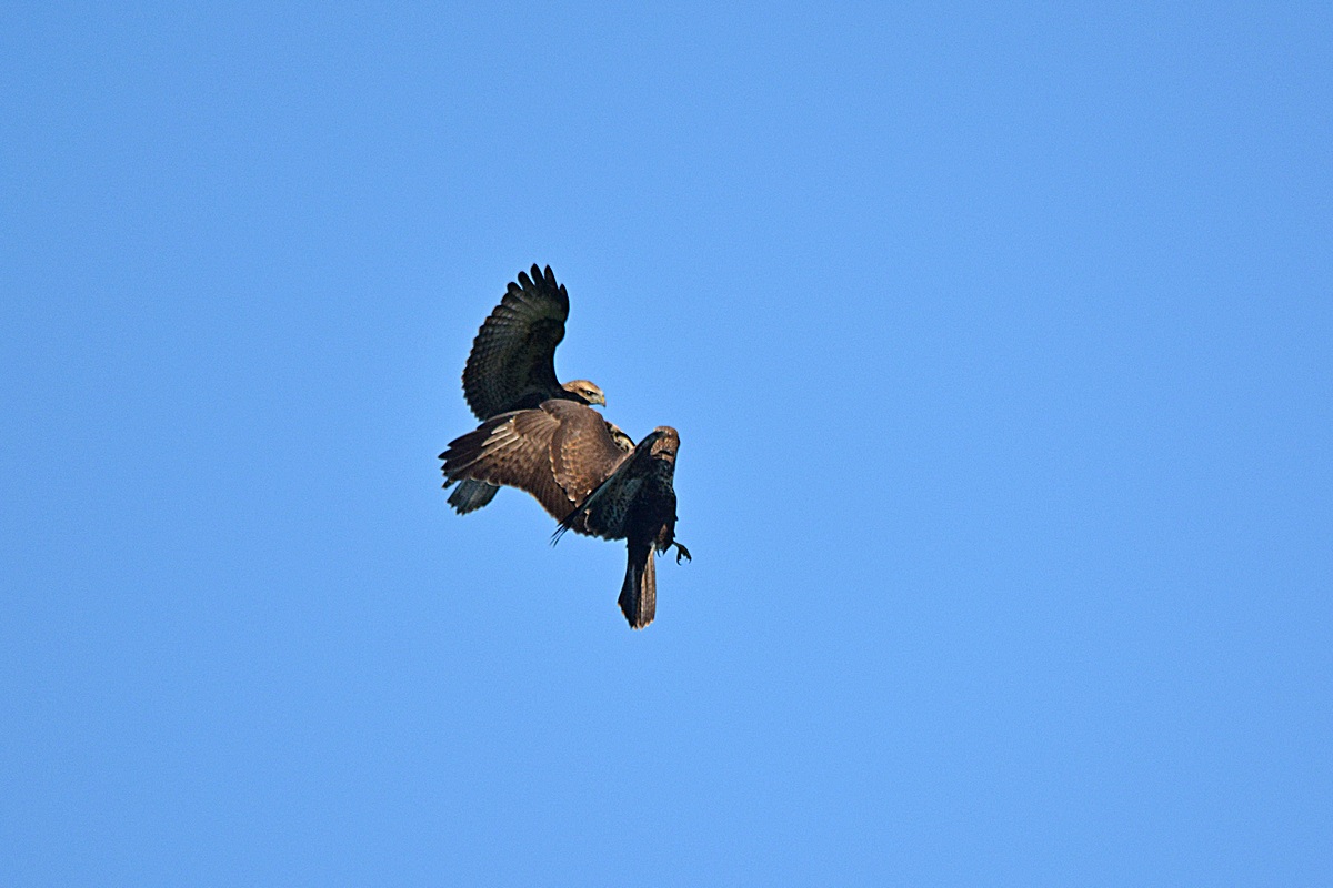 buzzards "playing"...