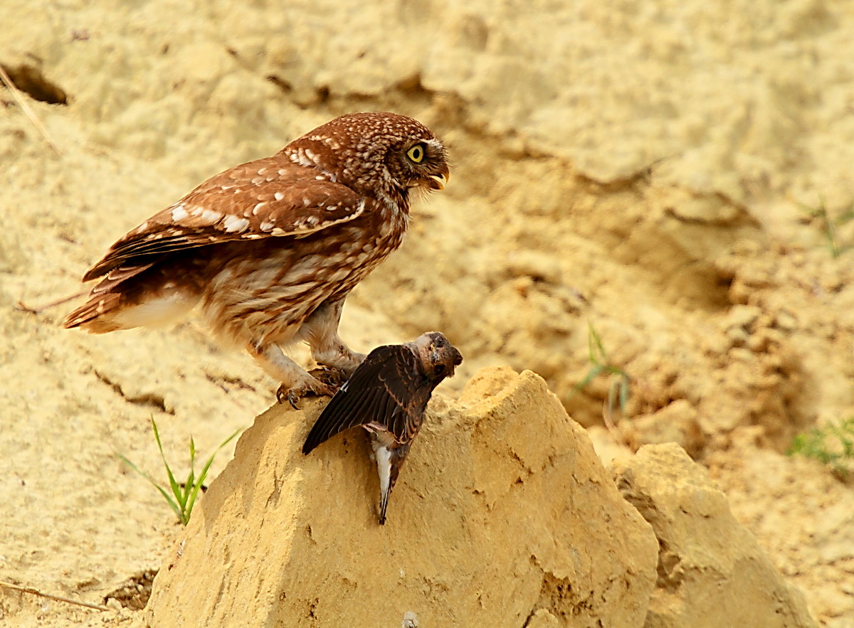 owl with mouse...