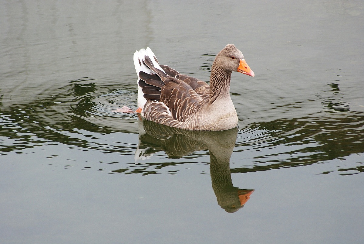 Greylag Goose...