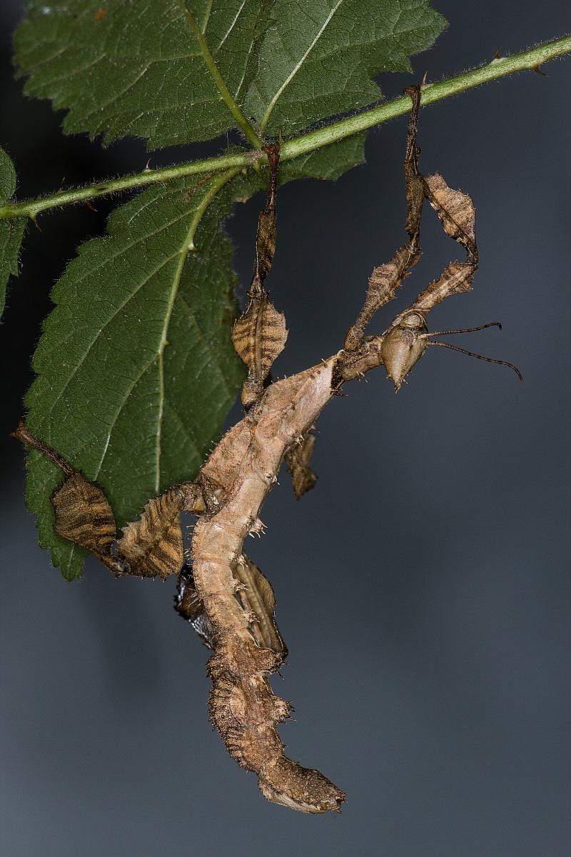 Extatosoma Tiaratum...