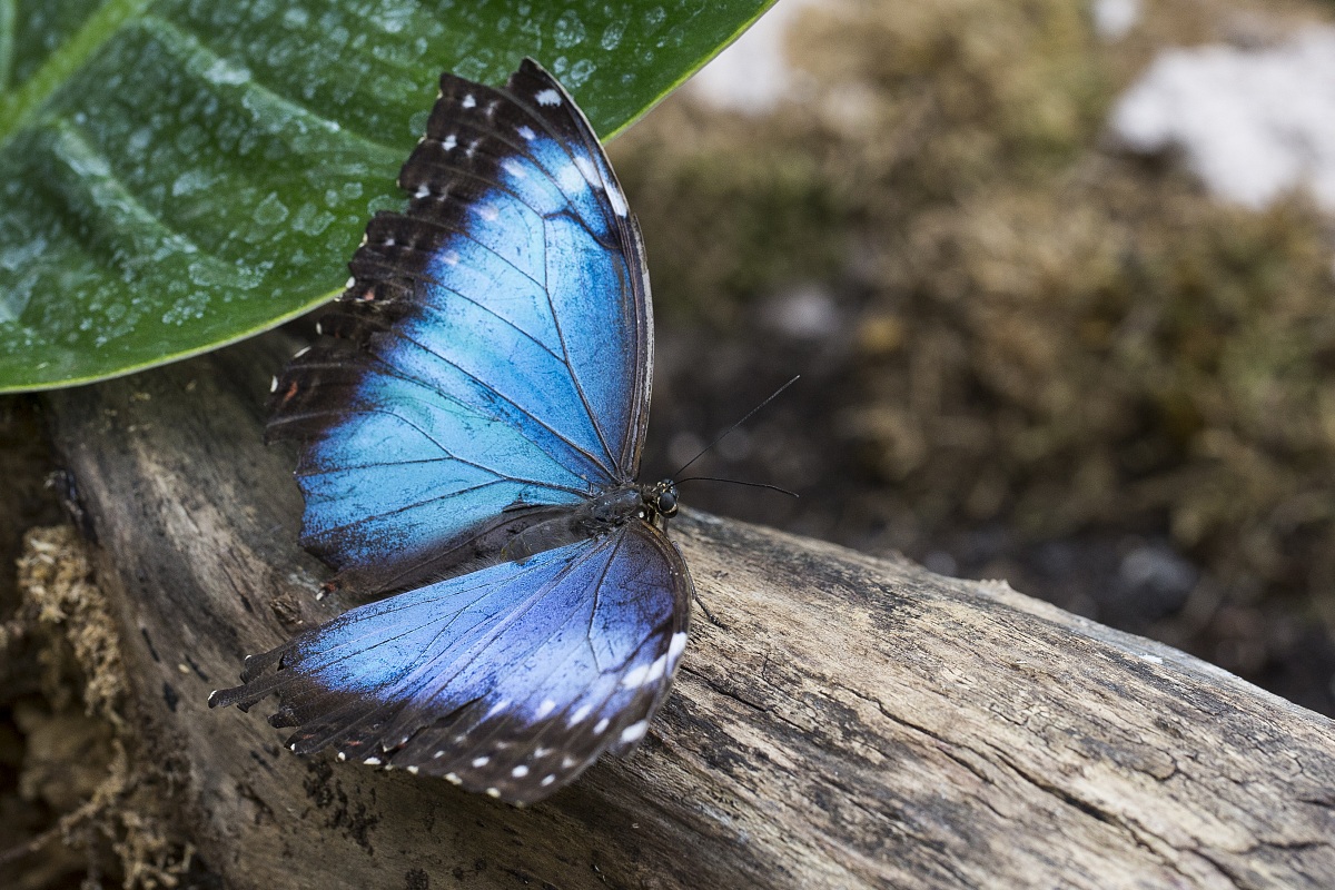 Blue butterfly...