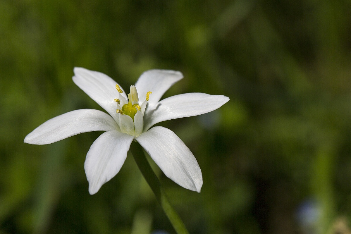 Fiore...