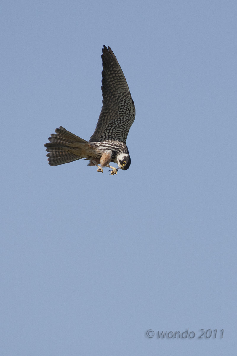 hobby with prey...