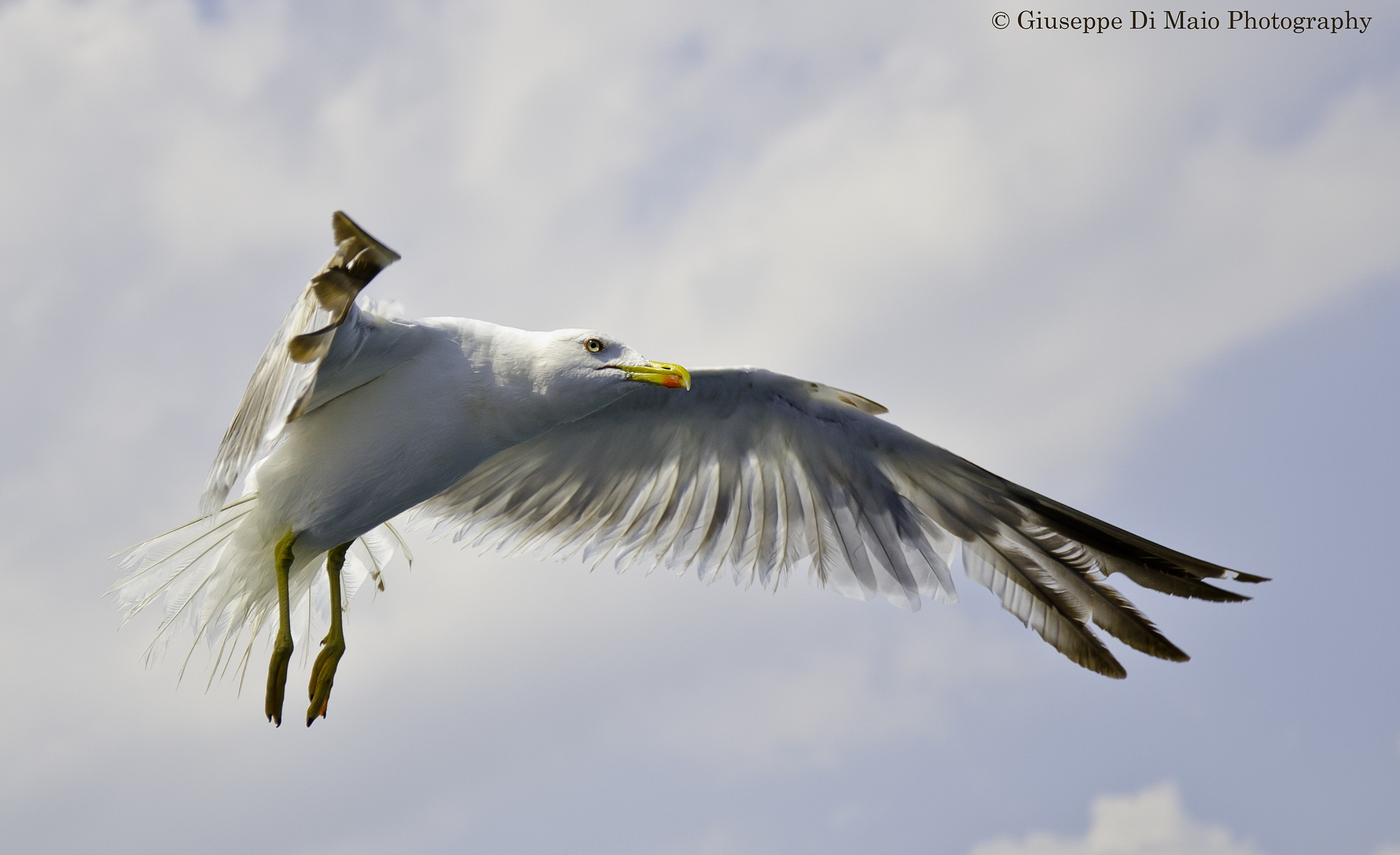 Herring Gulls...