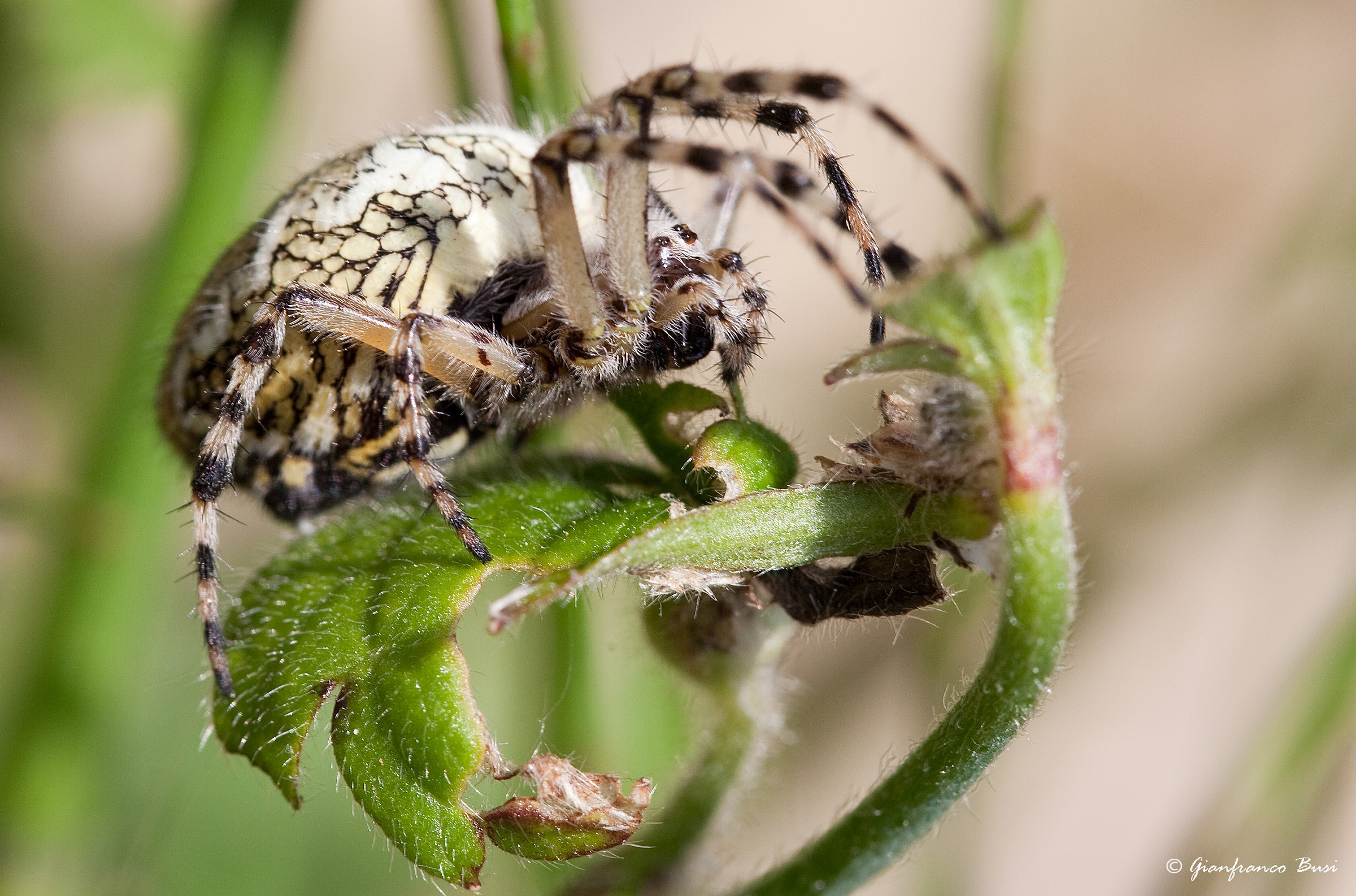 Spider gran sasso...