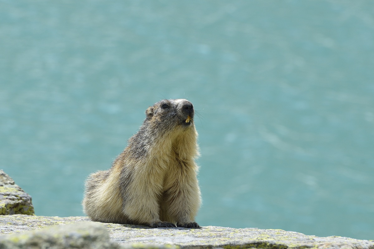 Marmotta al lago Serru...