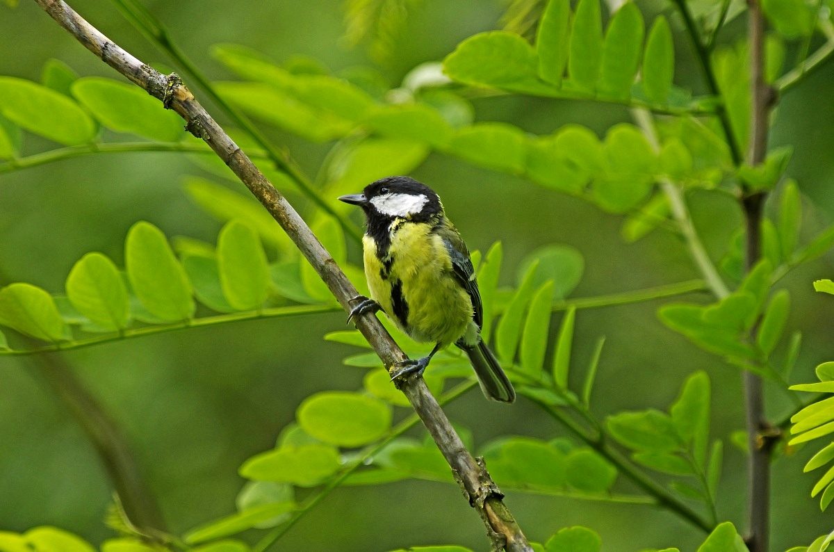 Great Tit...