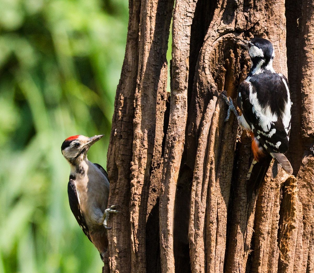 woodpecker woodpecker female adult with young...