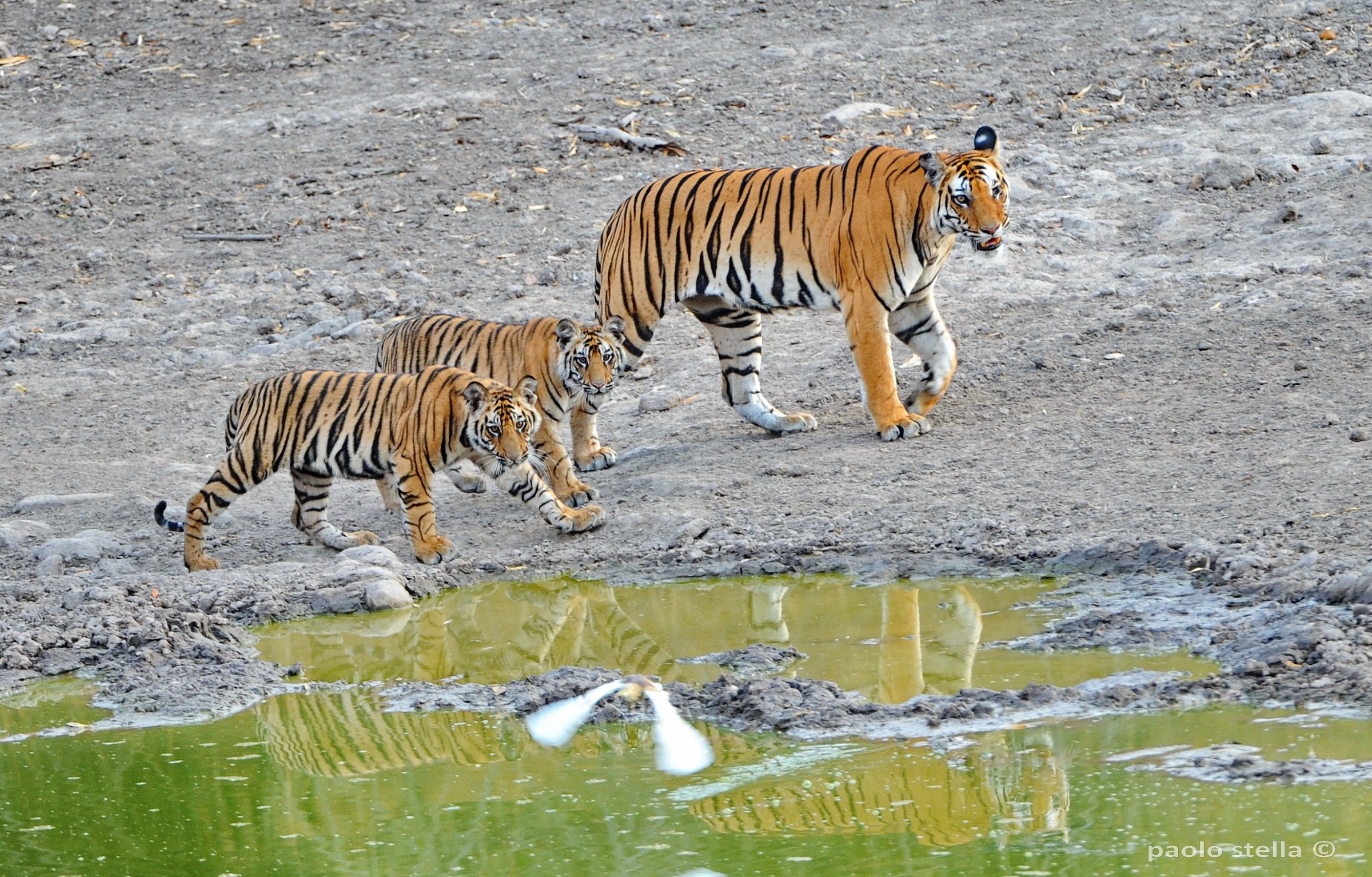 3 bengal tigers in Bandhavgarh...