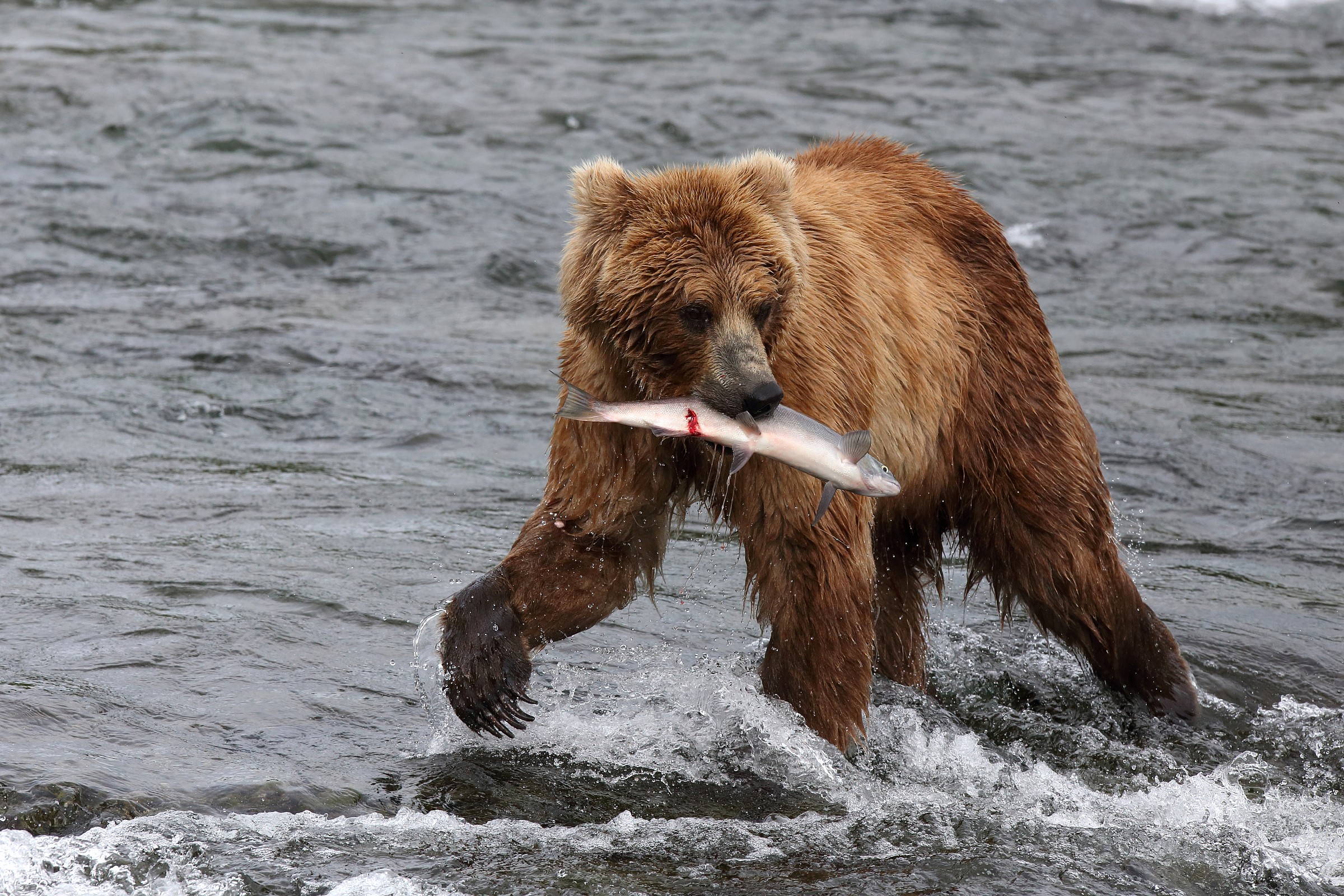 grizzly with spices, .....