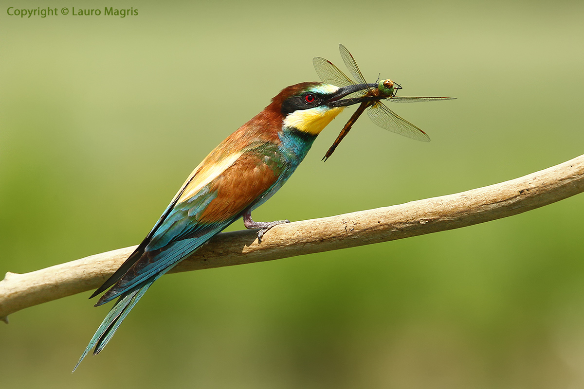 The bee-eater and dragonfly...