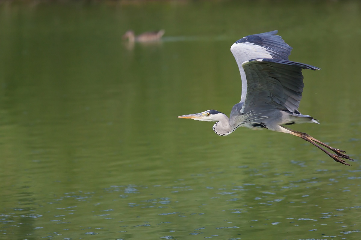 Grey Heron in flight grazing ......